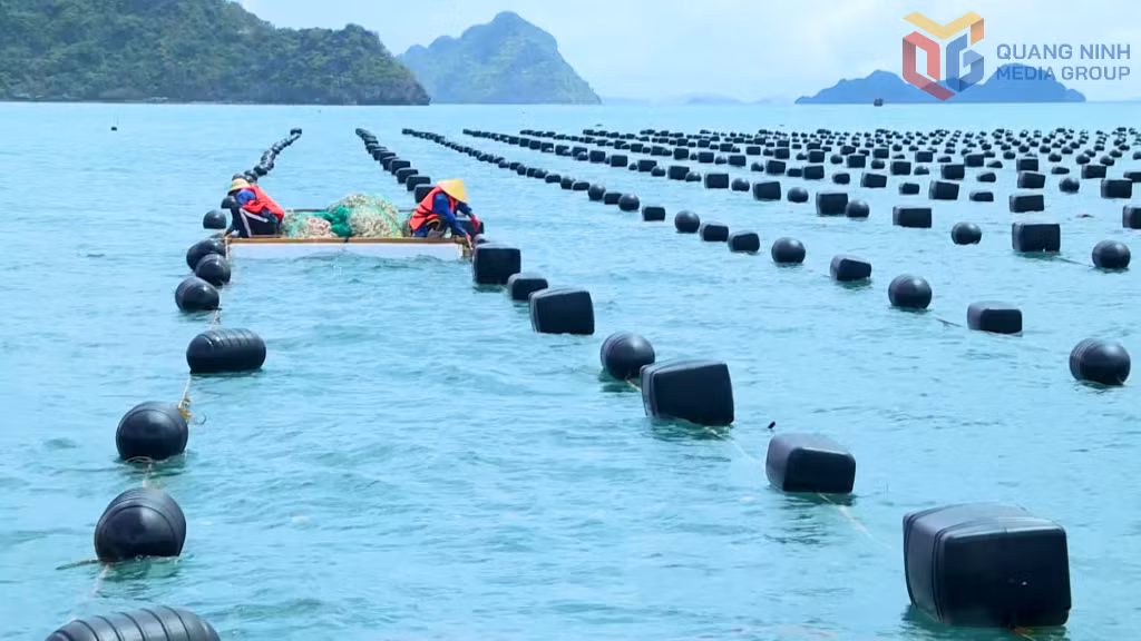 Ngư dân đặc khu Vân Đồn sử dụng phao nổi HDPE trong NTTS, góp phần bảo vệ môi trường biển, phát triển thủy sản bền vững.