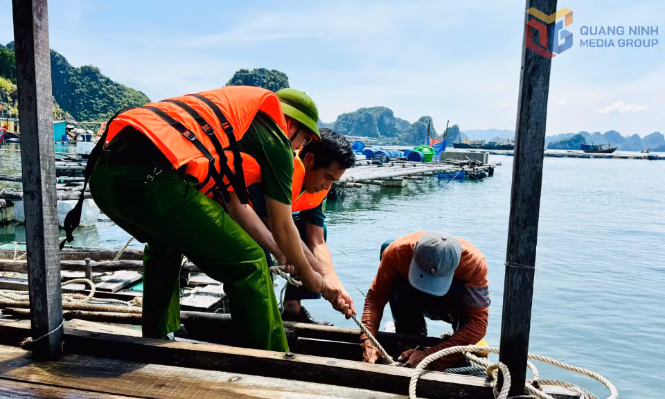 Các lực lượng hỗ trợ ngư dân chằng buộc, gia cố bè nuôi trồng thủy sản tại cảng Cái Rồng.