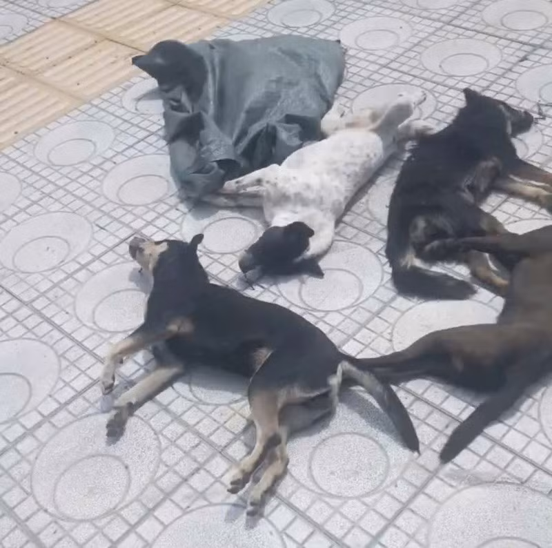 4 con chó bị hai đối tượng trộm chó vứt lại bỏ chạy thoát thân. Ảnh: Duy Minh