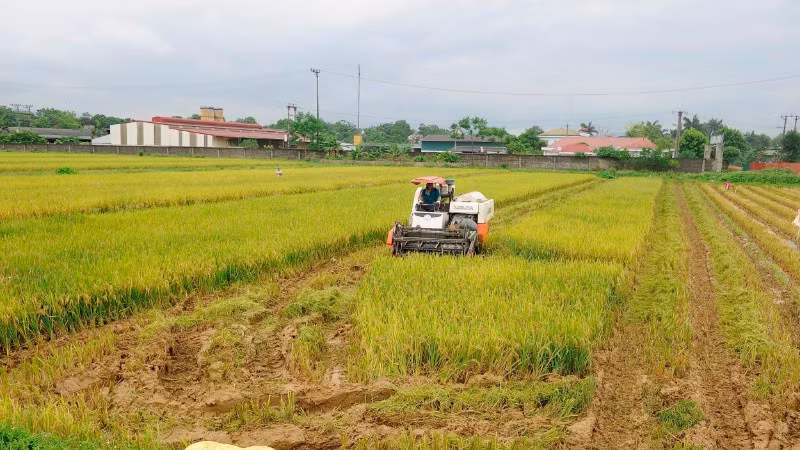 Thu hoạch lúa tại xã Mỹ Xuyên, thành phố Hà Nội. (Ảnh: ĐĂNG KHOA)