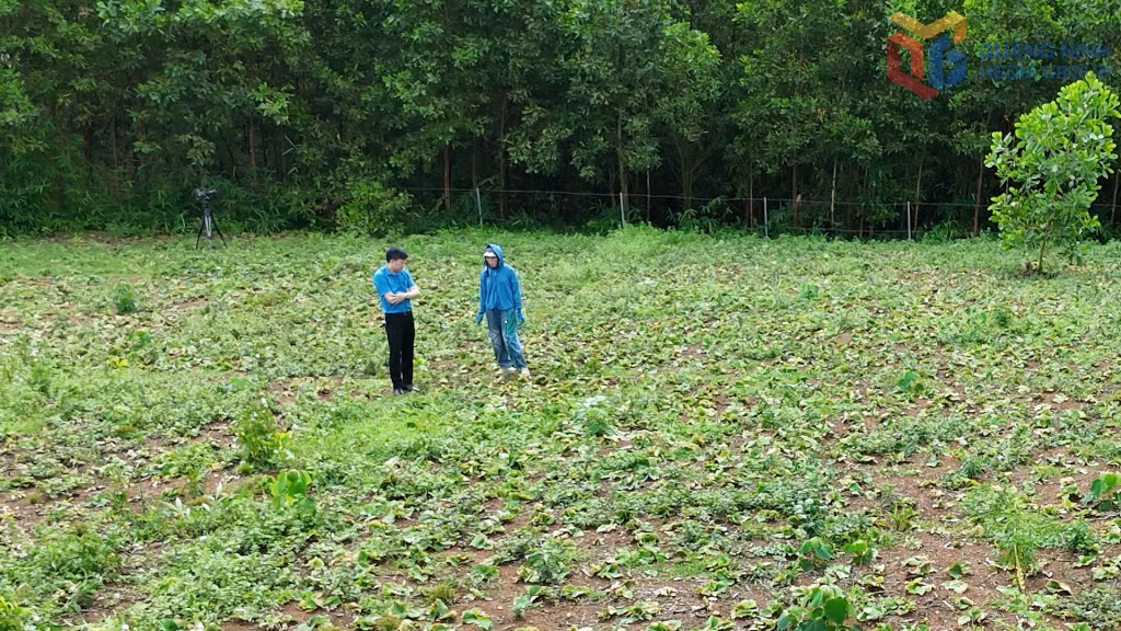 Chị Nguyễn Thị Mai, xã Đường Hoa trồng trên 13 ha dược liệu là cây địa liền theo hướng hàng hóa trong năm 2025.
