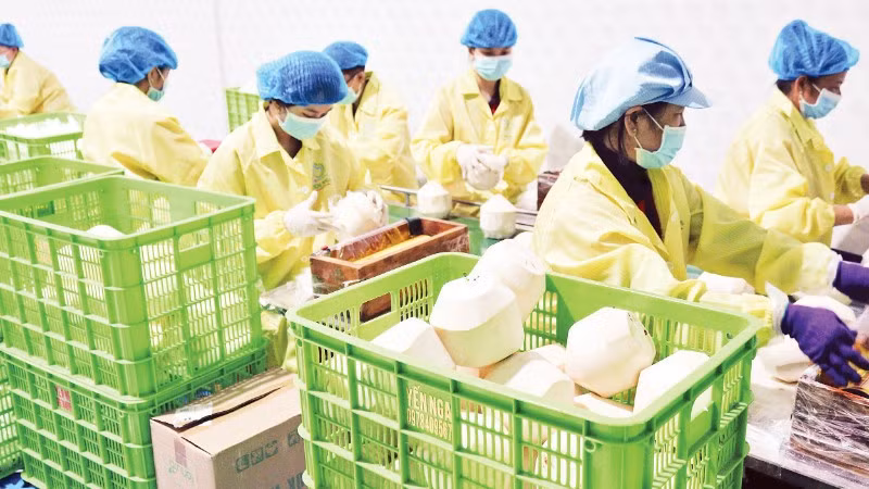 Đóng gói dừa phục vụ xuất khẩu tại Công ty Vina T&amp;T Group. (Ảnh: MINH ANH)