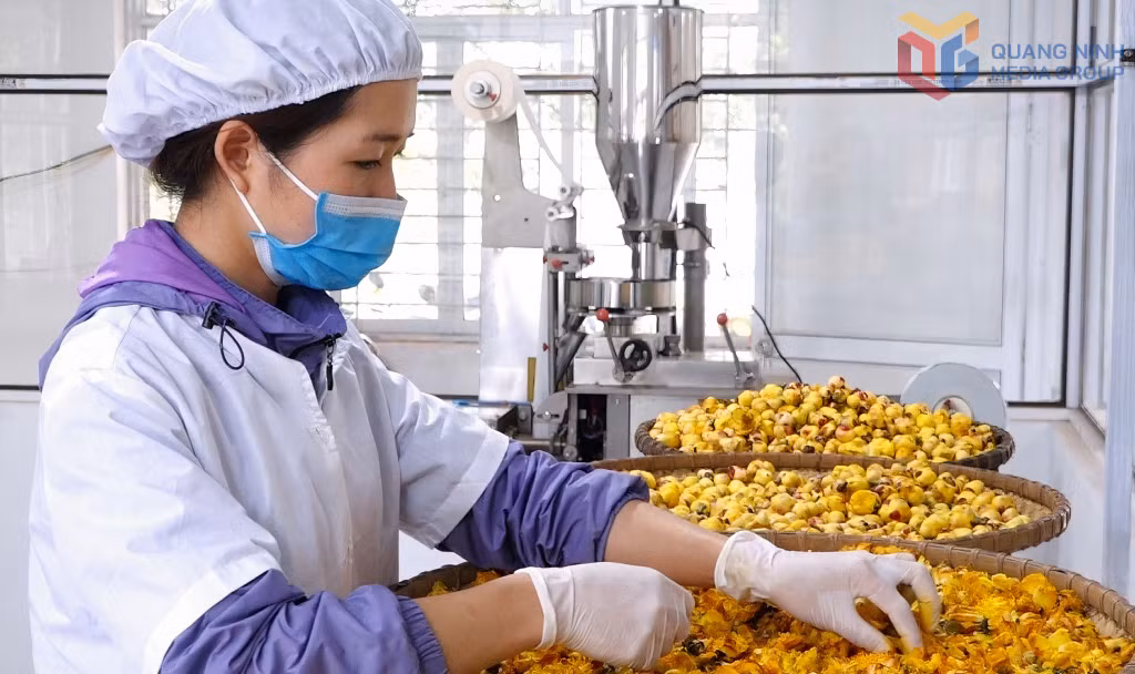 Sản phẩm trà hoa vàng của Công ty CP Lâm sản Đạp Thanh được chế biến bằng công nghệ sấy thăng hoa.