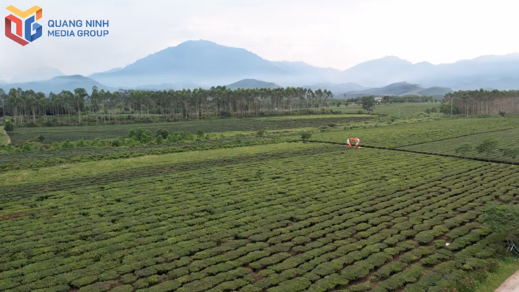Trên 30ha chè của Quảng Ninh được cấp chứng nhận VietGAP. Ảnh: Vùng chè xã Đường Hoa, tỉnh Quảng Ninh.
