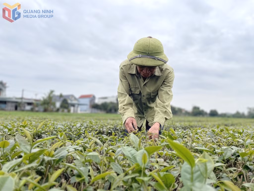 Diện tích chè theo hướng VietGap của gia đình ông Trần Văn Điều, thôn Quảng Long 9, xã Đường Hoa được các cơ sở thu mua ưu tiên lựa chọn.