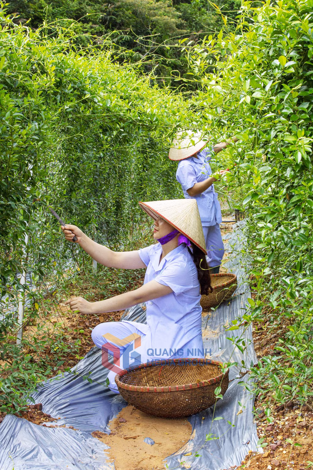 Khu trồng dược liệu Công ty TNHH Nuôi trồng sản xuất và chế biến dược liệu Đông Bắc (6-2021). Ảnh: Minh Đức