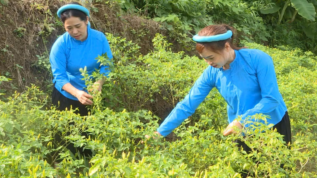 Mô hình trồng cây ớt chào mào của người dân xã Đại Dực, mang lại hiệu quả kinh tế gần 70 triệu đồng/1ha/năm.