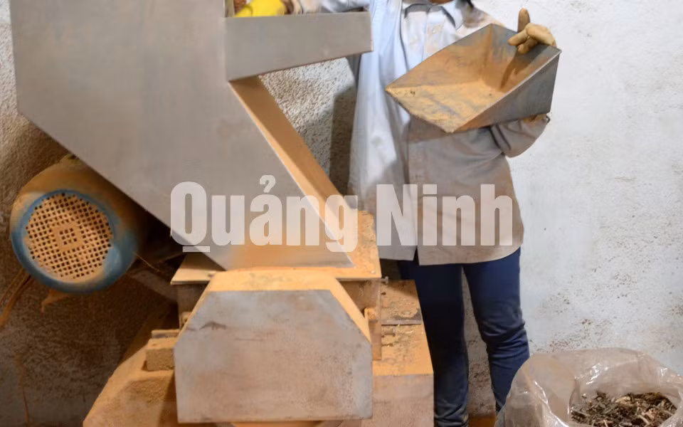 Sau khi thu hoạch và rửa sạch, sấy khô, nguyên liệu được cho vào máy chế biến (3-2018). Ảnh: Lương Giang