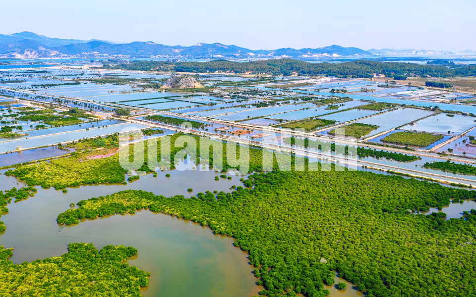 Rừng ngập mặn của xã Hoàng Tân (TX Quảng Yên) (12-2019). Ảnh: Hùng Sơn