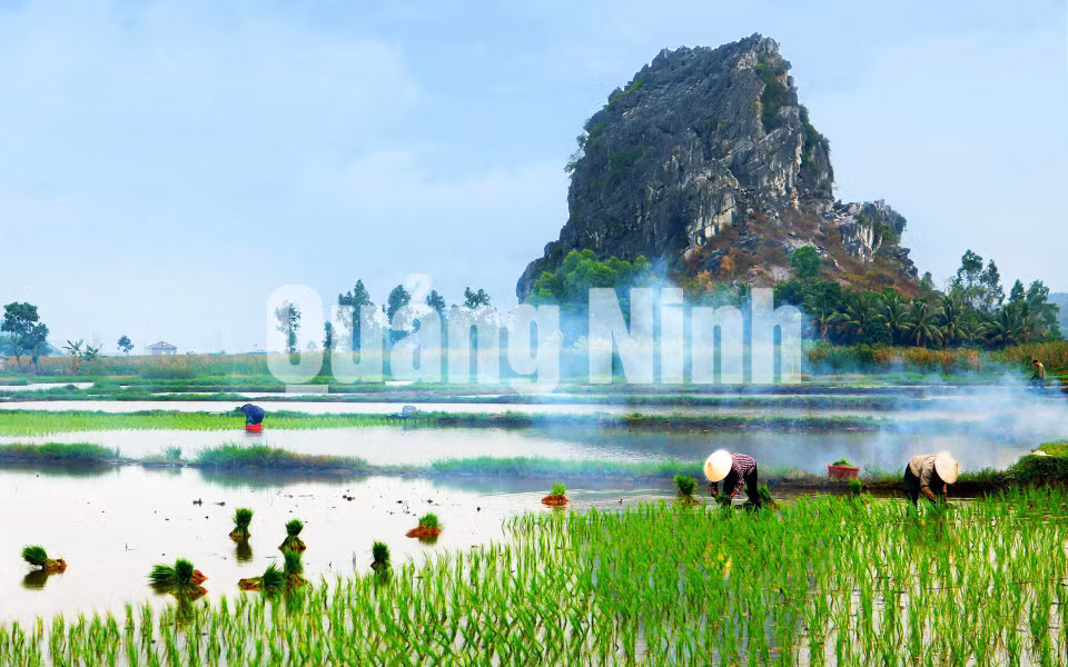 Mùa cấy (xã Hoàng Tân, TX Quảng Yên). Ảnh: Nguyễn Long Giang (CTV)