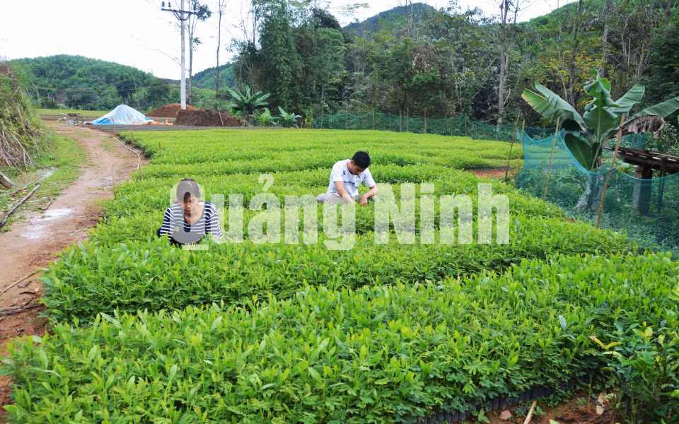 Người dân thôn Bản Phai, xã Hà Lâu chăm sóc vườn keo giống (3-2014). Ảnh: Lan Anh