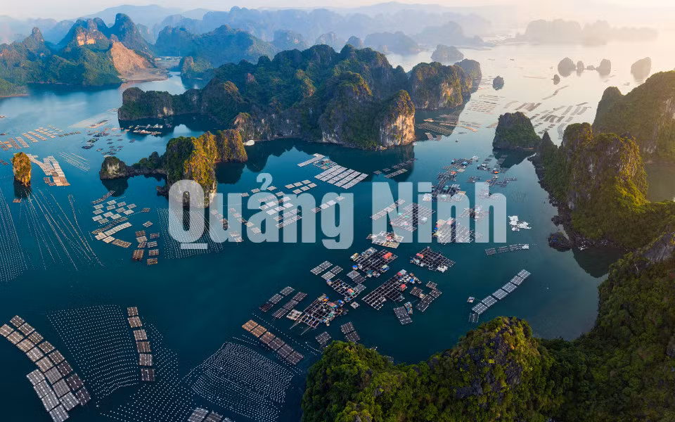 Toàn cảnh bè trên vịnh Bái Tử Long. Ảnh: Thành Chung