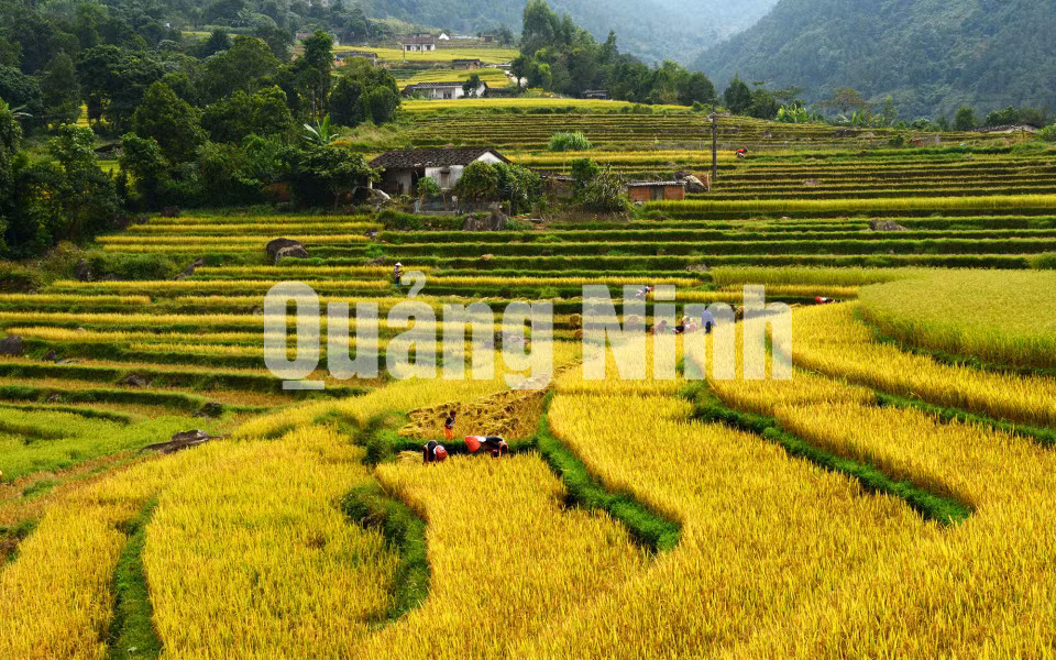 Bản trên cao mùa gặt (12-2019). Ảnh: NSNA Nguyễn Khắc Đạm