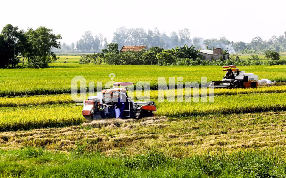 Máy gặt đập liên hợp trên những cánh đồng mẫu lớn của phường Phong Cốc. Ảnh: Dương Phượng Đại