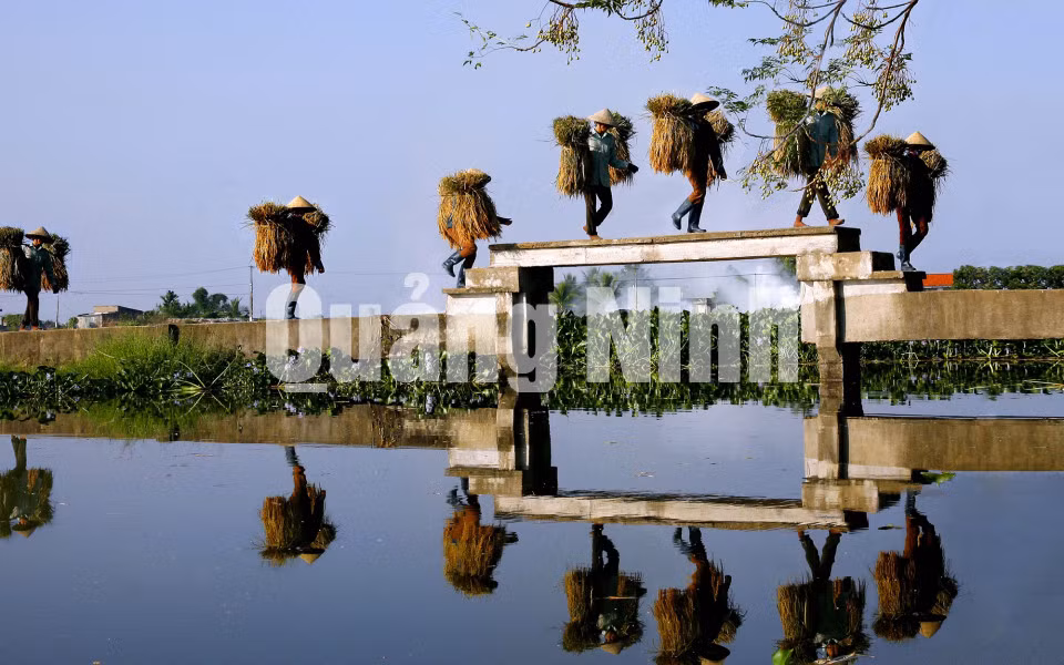 Gánh lúa vẫn trĩu nặng trên đôi vai người nông dân. Ảnh: Dương Phượng Đại