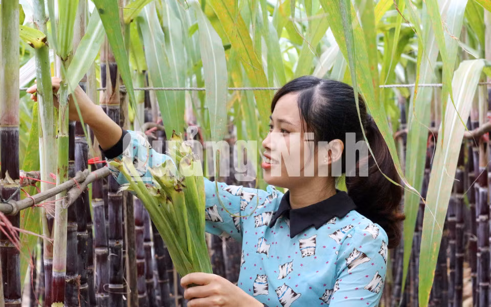 Mía tím được nhân rộng ở xã Quảng Chính, huyện Hải Hà (7-2017). Ảnh: Thanh Trường (CTV)