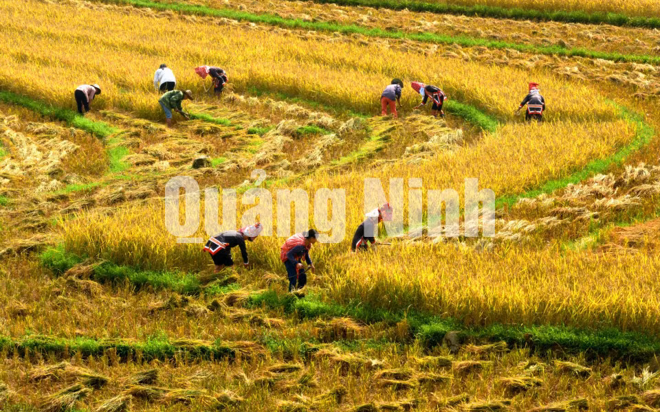 Mùa gặt Bình Liêu (11-2018). Ảnh: Nguyễn Khắc Đạm