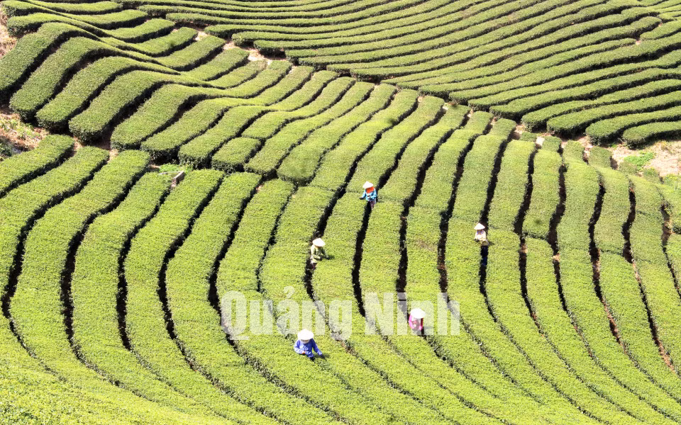 Sản xuất chè tập chung tại Hải Hà (10-2016). Ảnh: Hữu Việt