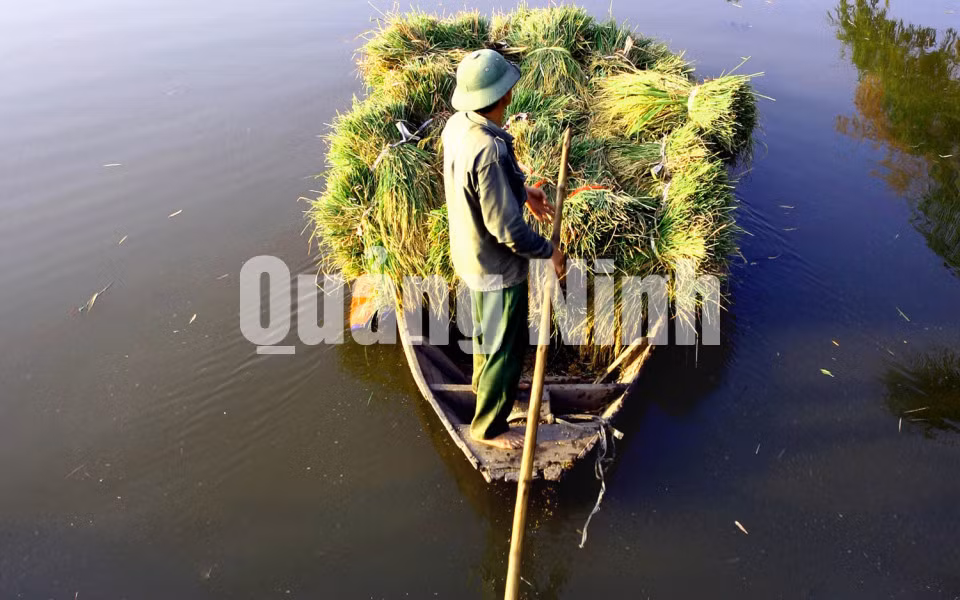 Trên dòng kênh thấp thoáng những con thuyền chở đầy lúa. Ảnh: Dương Phượng Đại