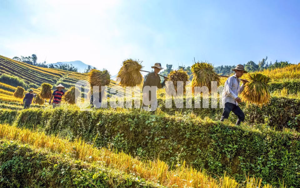 Thanh niên trai tráng thi nhau vượt dốc gánh lúa về bản (11-2018). Ảnh: Dương Phượng Đại
