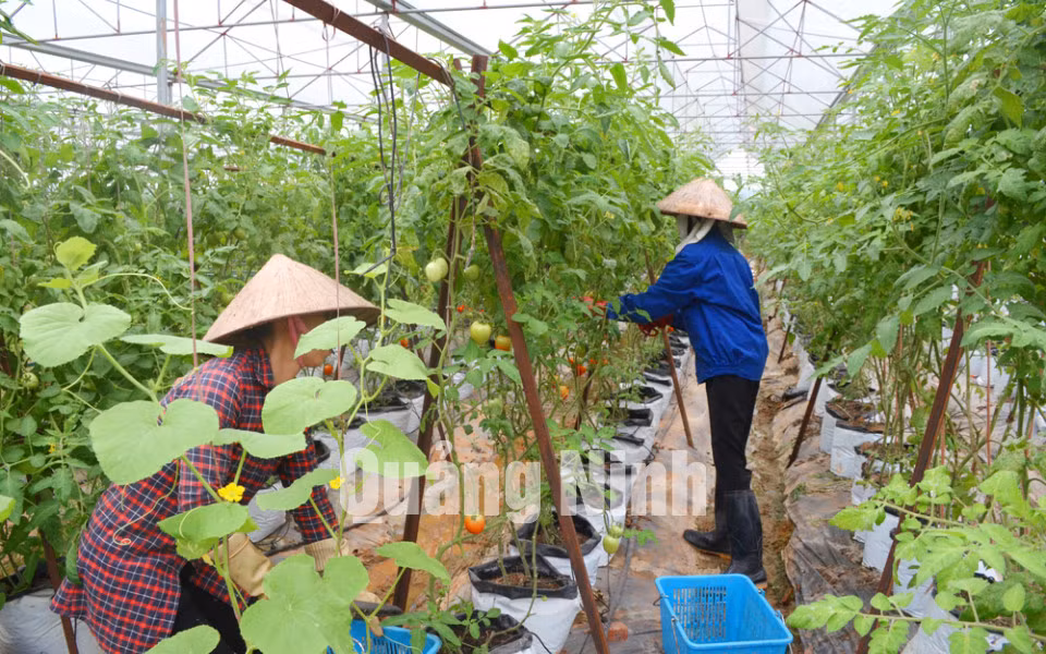 Nhân viên Công ty CP Đầu tư Song Hành Quảng Ninh chăm sóc cây cà chua. Ảnh: Cao Quỳnh