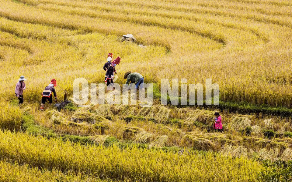 Những cánh đồng ruộng bậc thang phơi màu trong nắng (11-2018). Ảnh: Dương Phượng Đại