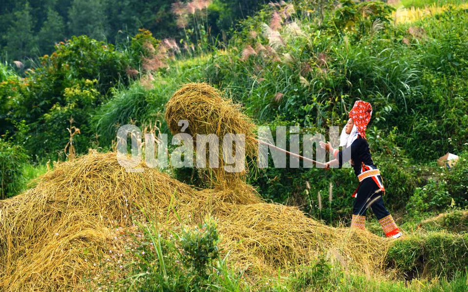 Đánh rơm (12-2019). Ảnh: NSNA Nguyễn Khắc Đạm
