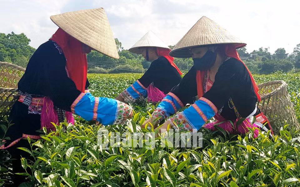 Thu hái chè tại vùng chè xã Quảng Long (5-2018). Ảnh: Thái Cảnh