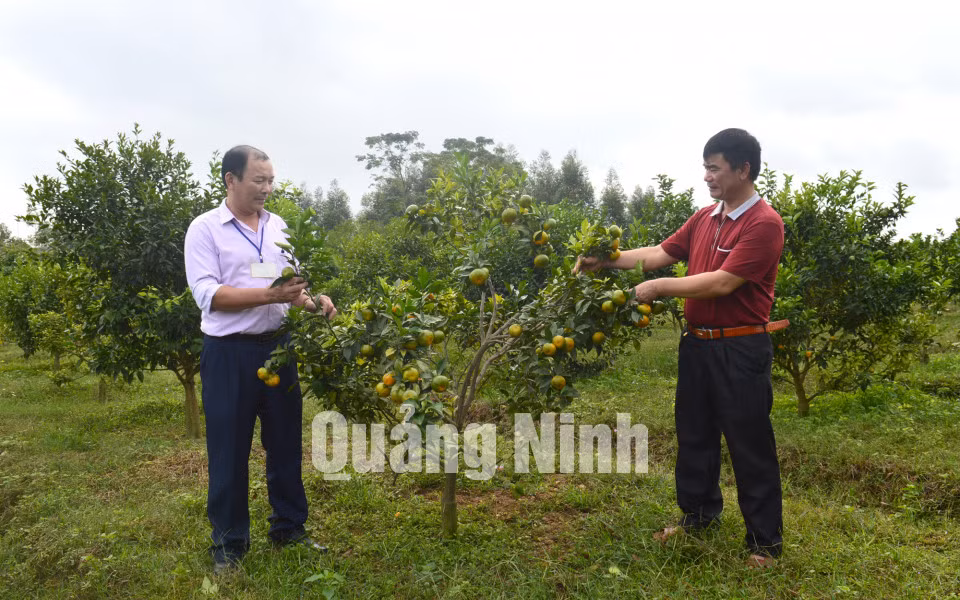 Vườn cam kiểu mẫu của gia đình ông Phạm Văn Đỗ, thôn 3, xã Quảng Nghĩa, TP Móng Cái (1-2018). Ảnh: Hoàng Quỳnh
