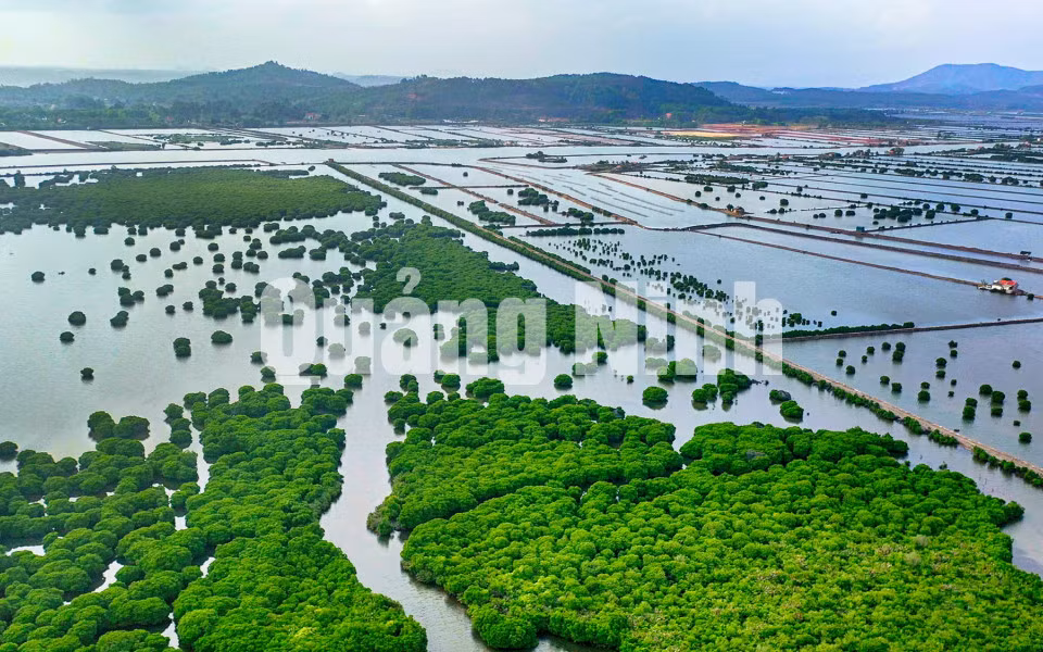 Rừng ngập mặn TX Quảng Yên. Ảnh: Hùng Sơn