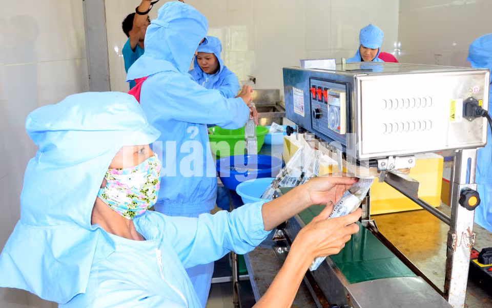 Đóng gói sản phẩm hàu tách vỏ tại Công ty. Ảnh: Hà Phong
