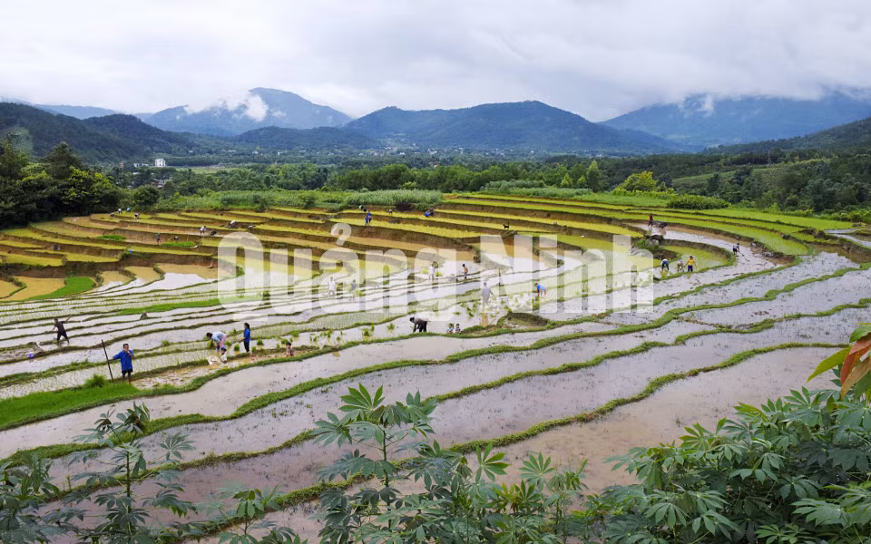 Mùa cấy Bình Liêu (8-2018). Ảnh: Nguyễn Khắc Đạm