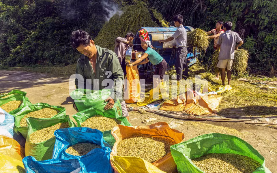 Nhộn nhịp ngày mùa (11-2018). Ảnh: Dương Phượng Đại