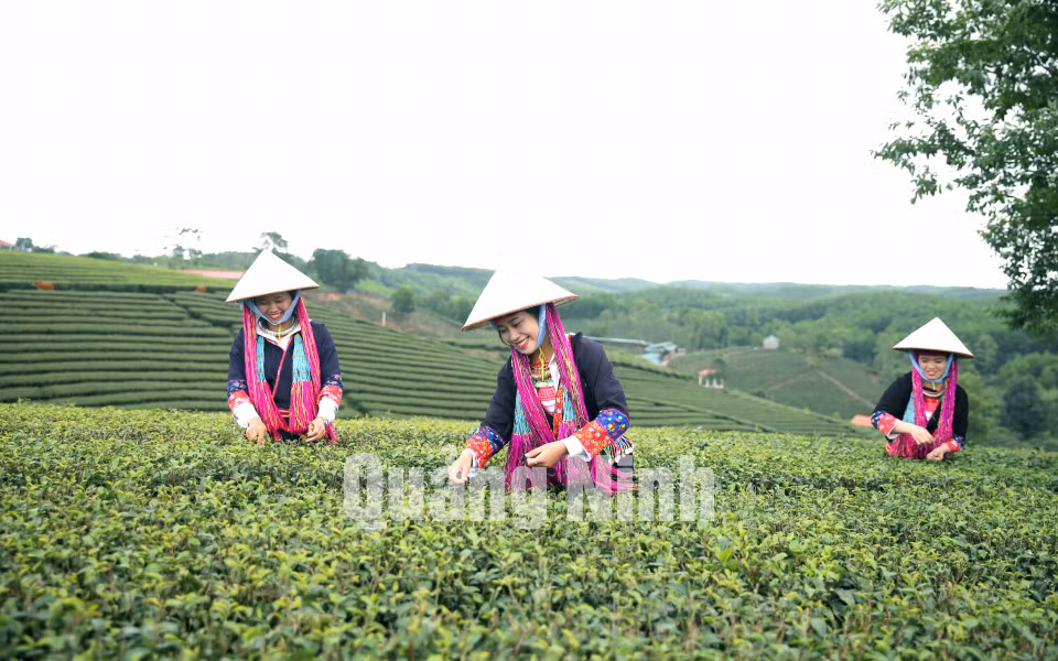 Thu hái chè tại huyện Hải Hà (8-2020). Ảnh: Hùng Sơn