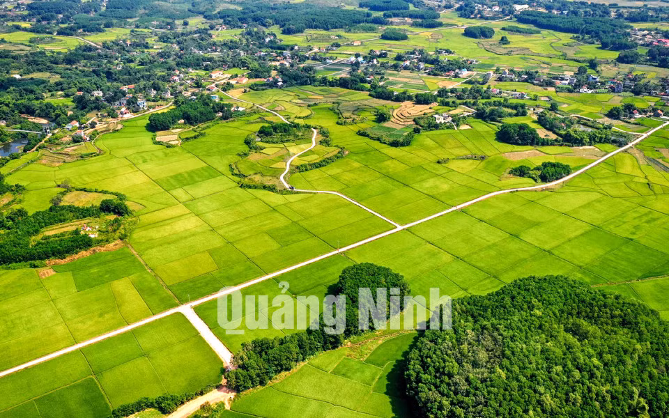 Cánh đồng lúa xanh mướt tại Đầm Hà (5-2020). Ảnh: Hùng Sơn