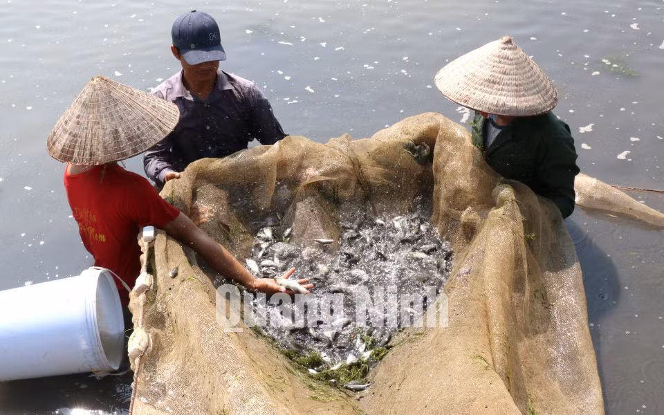 Mô hình nuôi cá song chấm nâu trong ao đất của HTX Sản xuất và Nuôi trồng thủy sản Bắc Việt (10-2017). Ảnh: Phạm Tăng