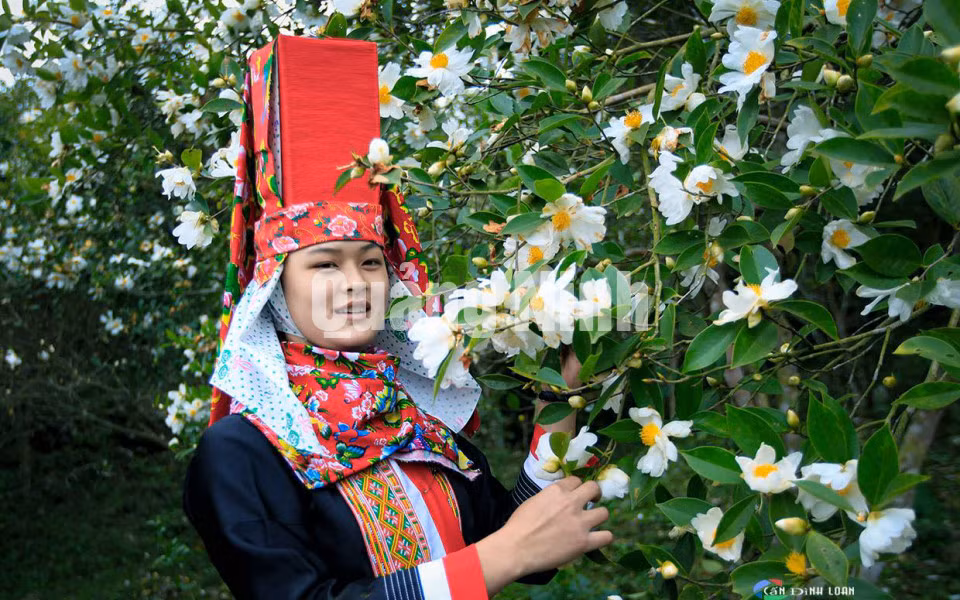 Thiếu nữ Dao Thanh Phán ở xã Đồng Tâm, huyện Bình Liêu, trong mùa hoa sở (1-2018). Ảnh: Cấn Đình Loan (CTV)