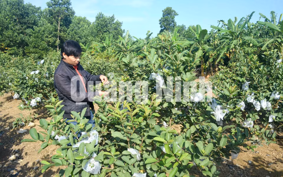 Vườn ổi anh Hoàng Văn Điện thôn 4, xã Quảng Chính (1-2016). Ảnh: Anh Vũ
