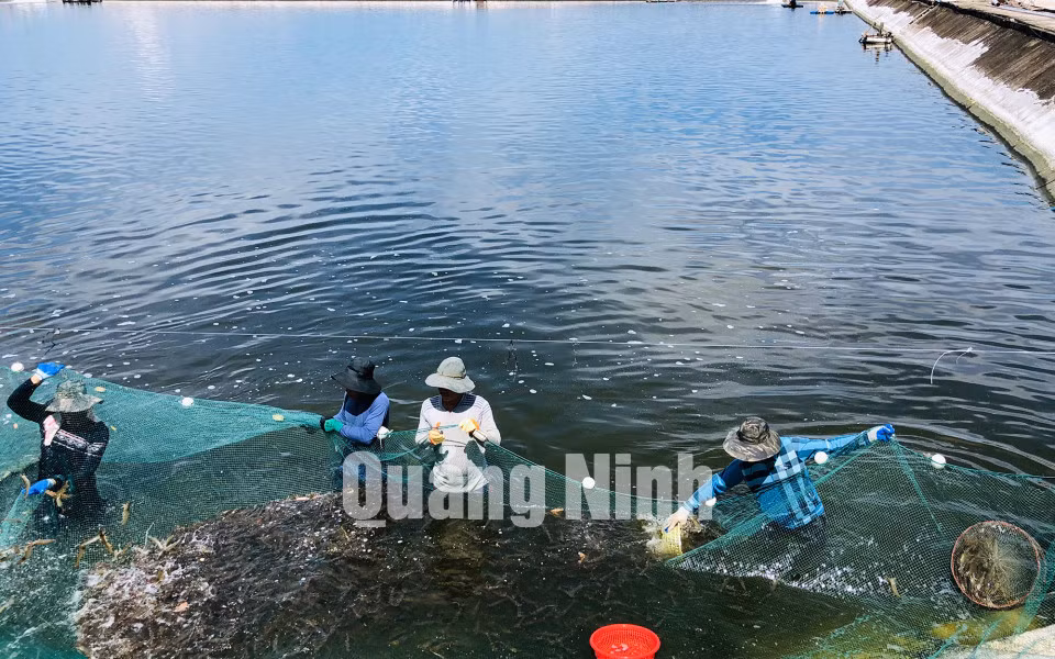 Các hộ nuôi tôm phường Hải Hòa (TP Móng Cái) thu hoạch tôm thẻ chân trắng (8-2019). Ảnh: Hải Hà
