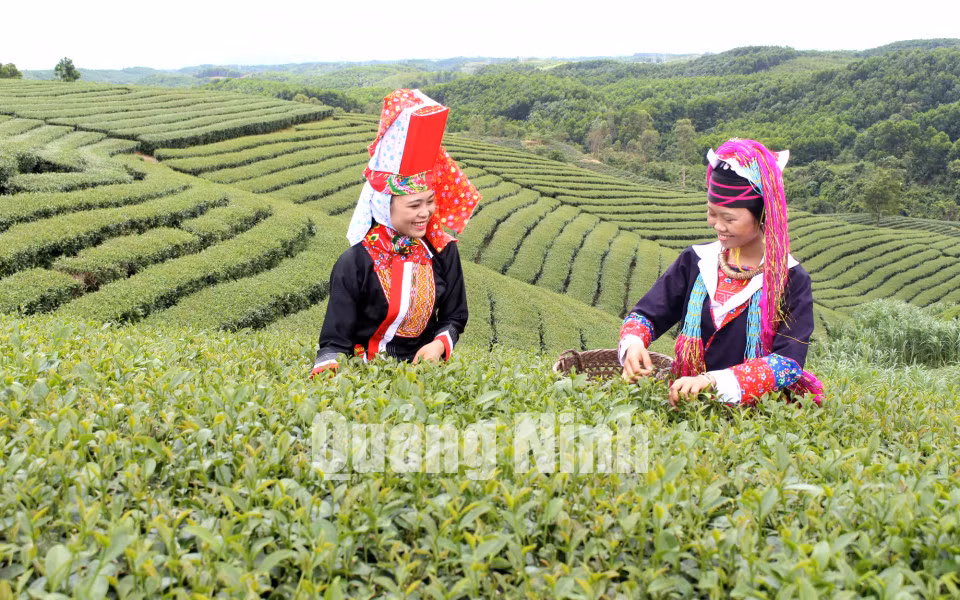 Từ phát triển sản phẩm OCOP đã hình thành vùng chè tập trung Quảng Long (7-2017). Ảnh: Phạm Hà (Ban Tuyên giáo Huyện ủy Hải Hà)