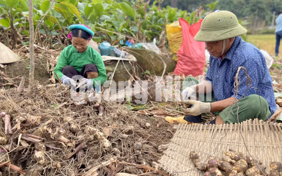 Người dân xã Bình Liêu thu hoạch củ dong riềng (11-2020). Ảnh: Trúc Linh