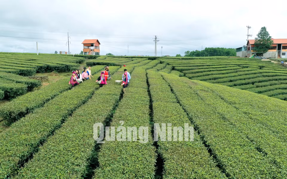 Du khách tới thăm đồi chè Quảng Long (8-2020). Ảnh: Hùng Sơn