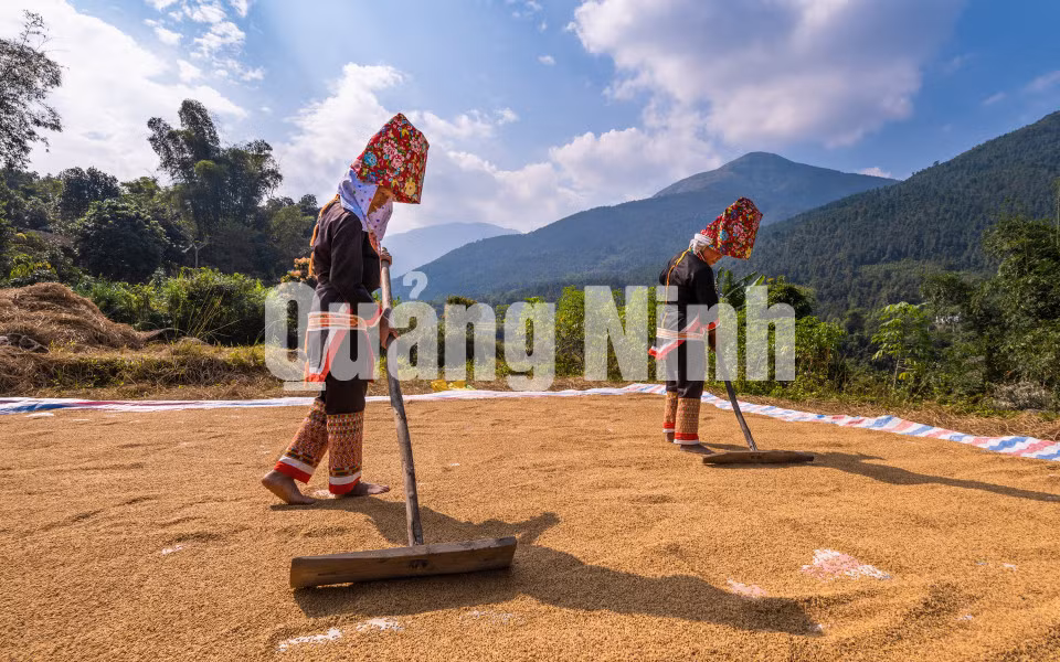 Phơi lúa (8-2019). Ảnh: Nguyễn Thành Chung