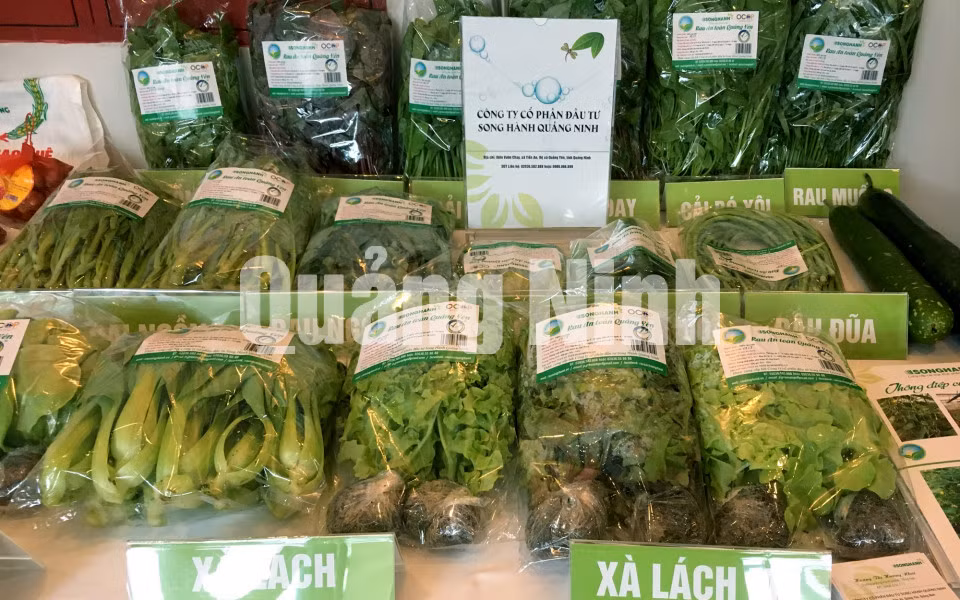 Rau sạch của Công ty CP Đầu tư Song Hành Quảng Ninh (TX Quảng Yên). Ảnh: Cao Quỳnh