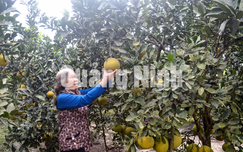 Vườn bưởi kiểu mẫu của gia đình bà Mai Thị Mên, thôn Đông Ngũ Kinh, xã Đông Ngũ, huyện Tiên Yên (1-2018). Ảnh: Hoàng Quỳnh