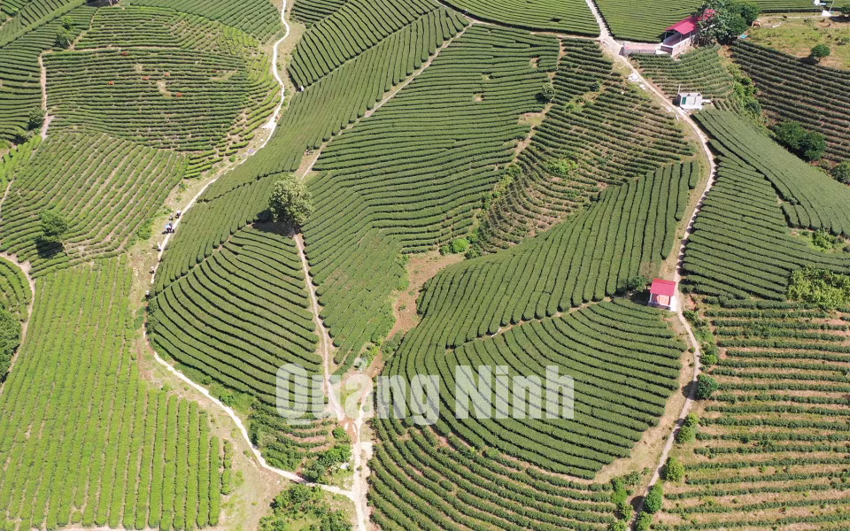 Đồi chè Quảng Long (7-2019). Ảnh: Hùng Sơn