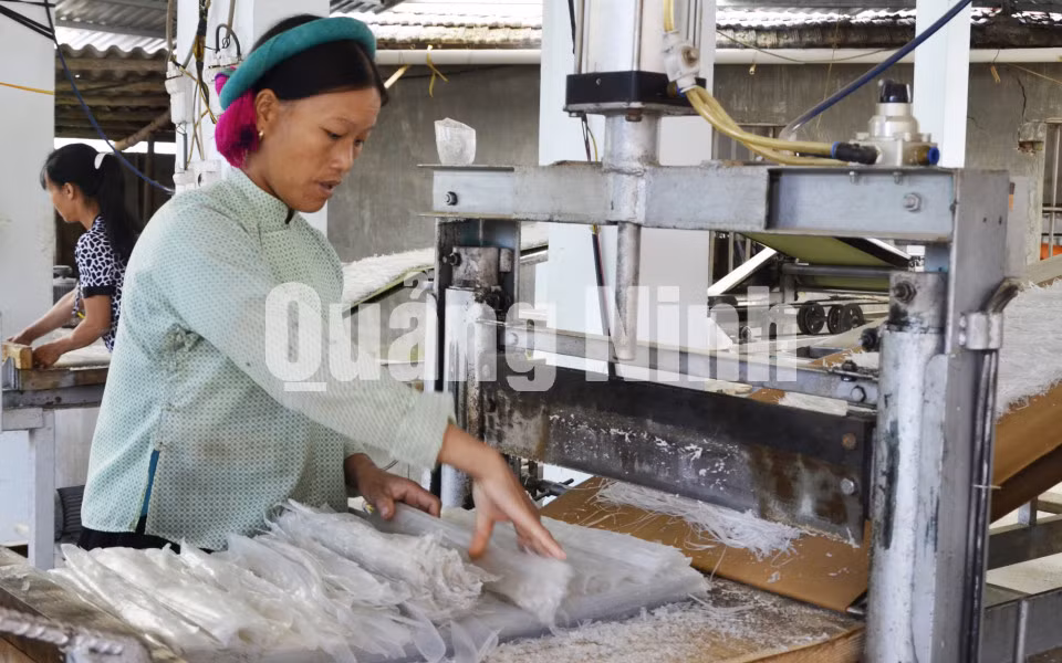 Sản xuất miến dong của HTX Phát triển Đình Trung tại thôn Nà Ếch, xã Bình Liêu. Ảnh: Phương Thúy