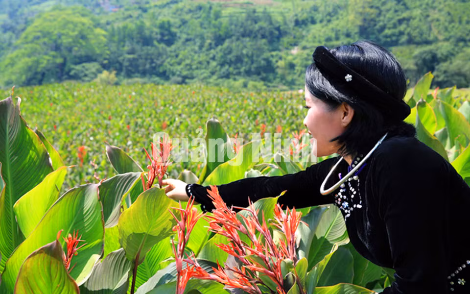 Cô gái Tày (huyện Bình Liêu) bên cánh đồng dong (12-2015). Ảnh: Khánh Giang