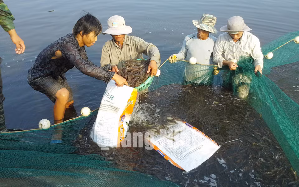 Nông dân xã Vạn Ninh (Móng Cái) thu hoạch tôm vụ xuân - hè. Ảnh: Hữu Việt
