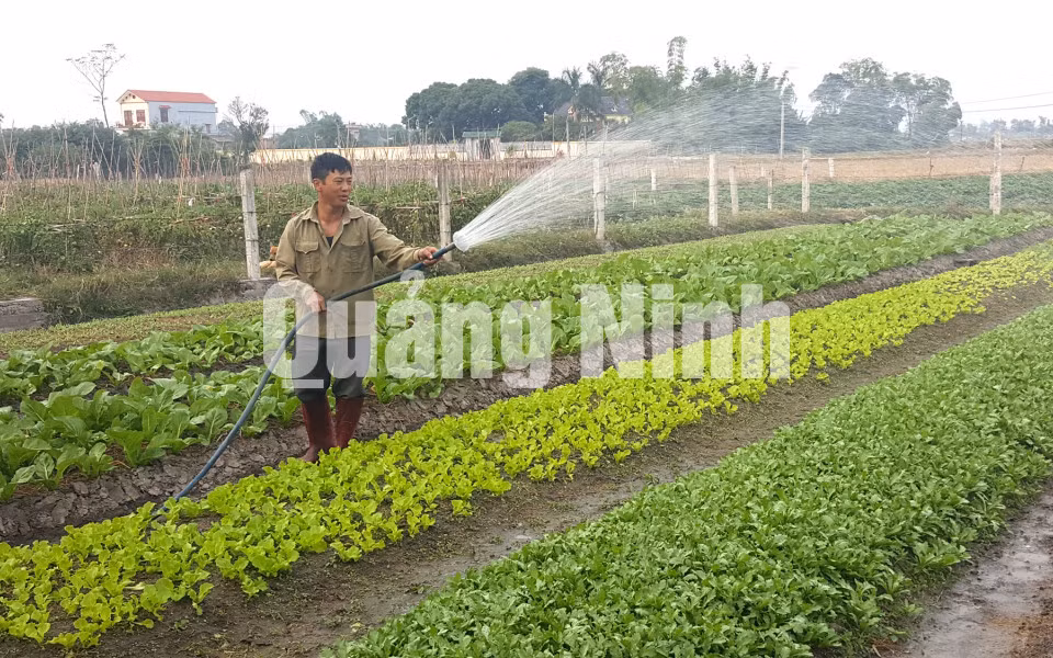 Cánh đồng rau theo mô hình vường kiểu mẫu của người dân xã Quảng Minh, huyện Hải Hà (1-2018). Ảnh: Hữu Việt